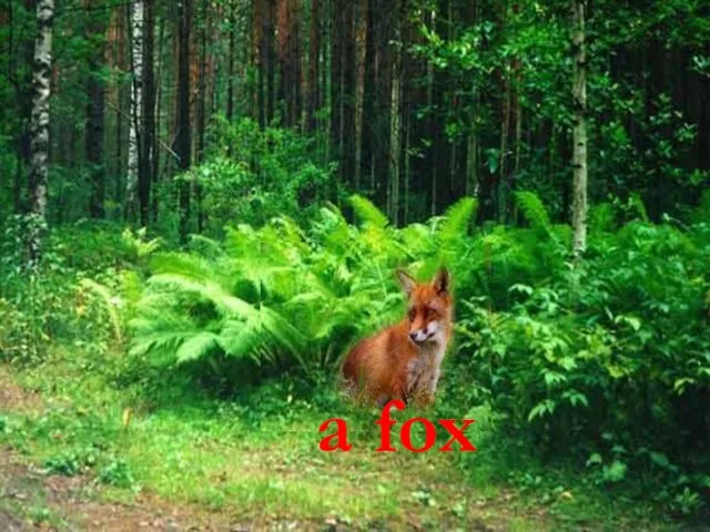 a fox