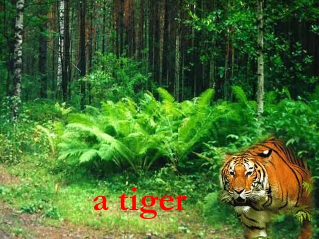 a tiger