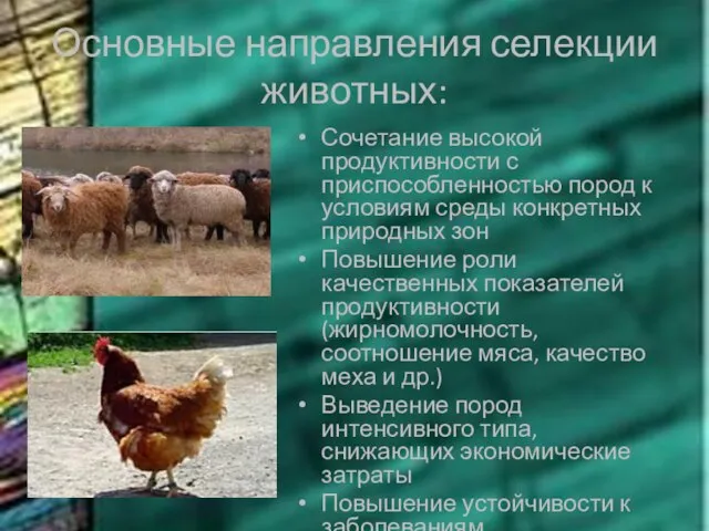 Основные направления селекции животных: Сочетание высокой продуктивности с приспособленностью пород к условиям