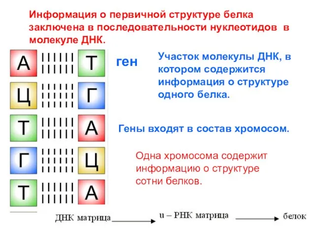 Информация о первичной структуре белка заключена в последовательности нуклеотидов в молекуле ДНК.