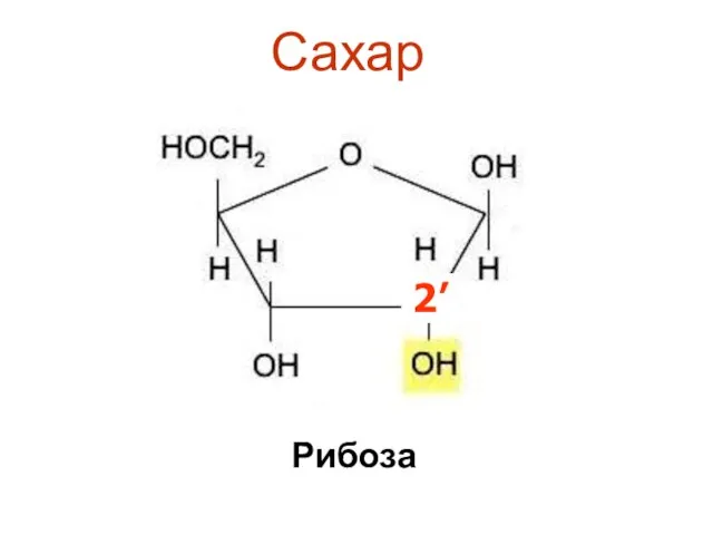 Сахар Рибоза 2’