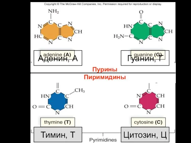 Пурины Пиримидины Тимин, Т Цитозин, Ц Аденин, А Гуанин, Г ДНК