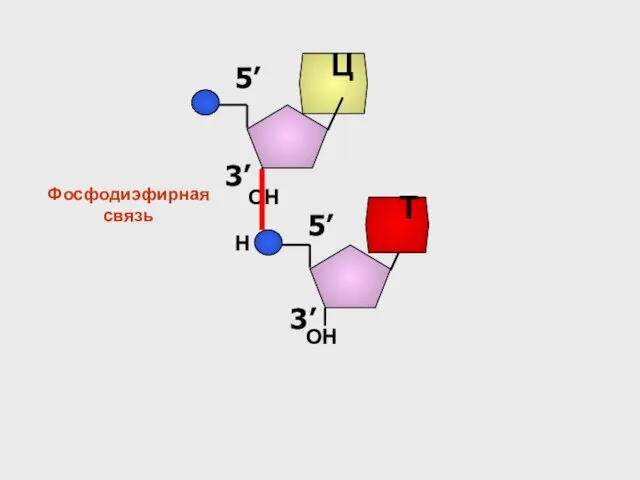 3’ 5’ Ц ОН 3’ 5’ Т ОН Н Фосфодиэфирная связь