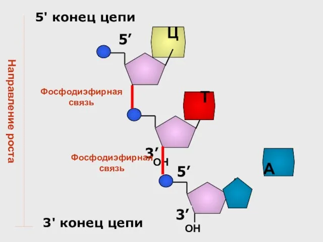 3’ Т ОН 5’ Ц Фосфодиэфирная связь A 3’ ОН 5’ 5'