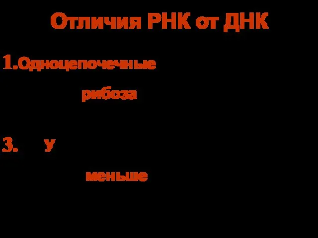 Отличия РНК от ДНК Одноцепочечные молекулы Сахар – рибоза вместо дезоксирибозы У