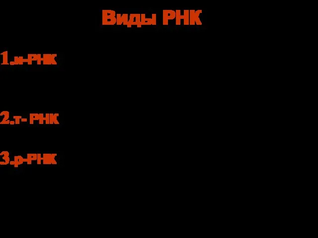 Виды РНК и-РНК = м-РНК информационная, матричная до 10 тысяч нуклеотидов т-