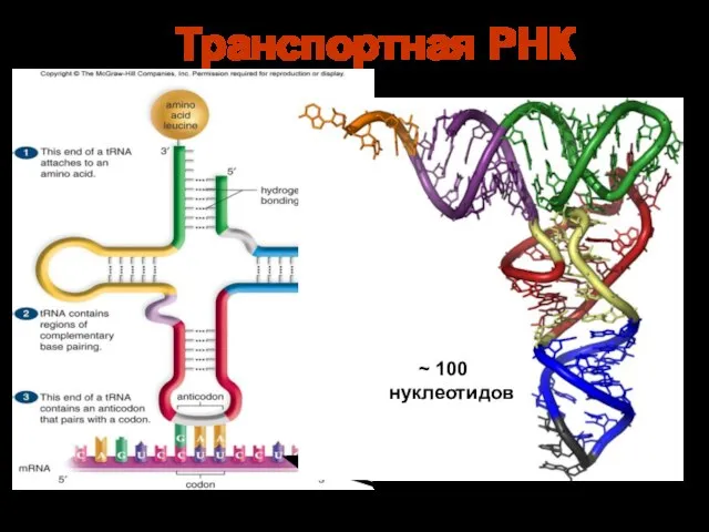 «клверный лист» Транспортная РНК ~ 100 нуклеотидов
