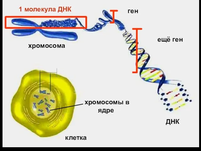 клетка хромосомы в ядре ДНК хромосома 1 молекула ДНК ген ещё ген