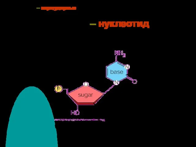 ДНК и РНК – нерегулярные полимеры мономер – нуклеотид 2. фосфат 1.