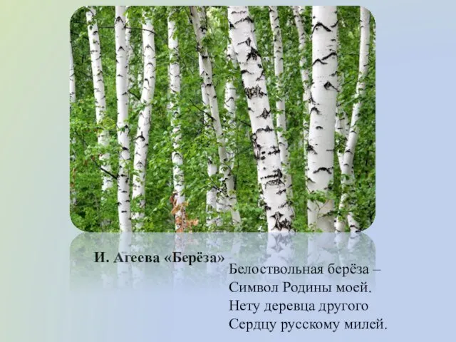 И. Агеева «Берёза» Белоствольная берёза – Символ Родины моей. Нету деревца другого Сердцу русскому милей.