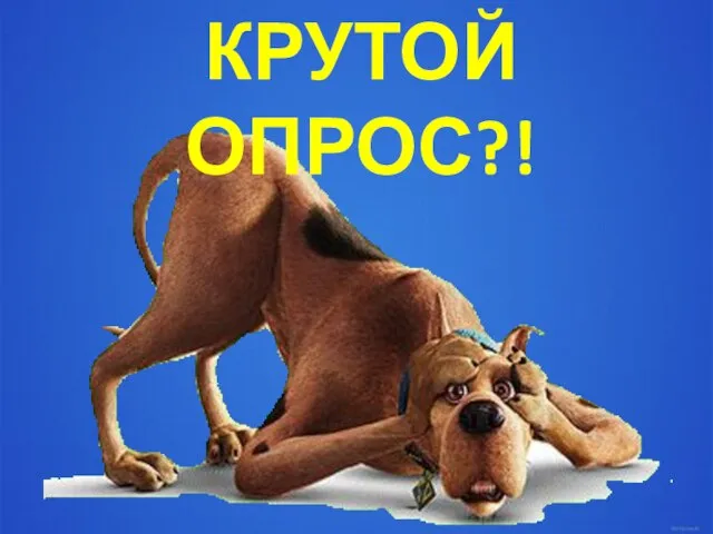 КРУТОЙ ОПРОС?!