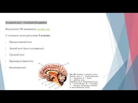 Головной мозг - Cerebrum Encephalon Воспаление ГМ называется энцефалит. У головного мозга