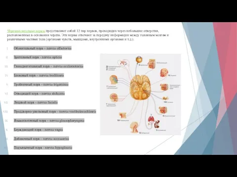 Черепно-мозговые нервы представляют собой 12 пар нервов, проходящих через небольшие отверстия, расположенные