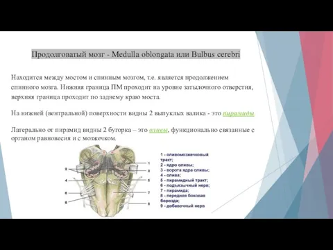 Продолговатый мозг - Medulla oblongata или Bulbus cerebri Находится между мостом и