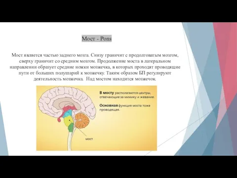 Мост - Pons Мост является частью заднего мозга. Снизу граничит с продолговатым