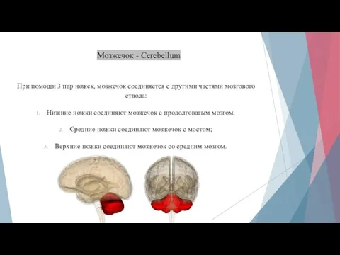 Мозжечок - Cerebellum При помощи 3 пар ножек, мозжечок соединяется с другими