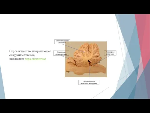 Серое вещество, покрывающее снаружи мозжечок, называется кора мозжечка.