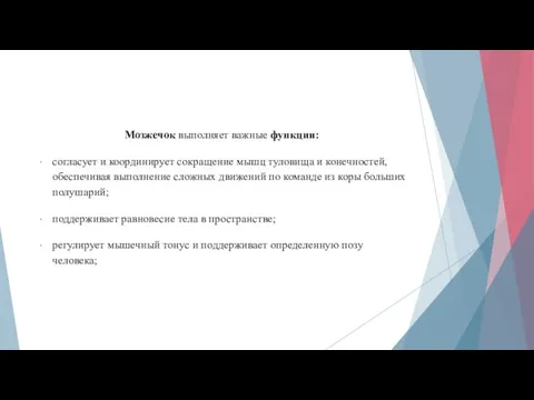 Мозжечок выполняет важные функции: согласует и координирует сокращение мышц туловища и конечностей,