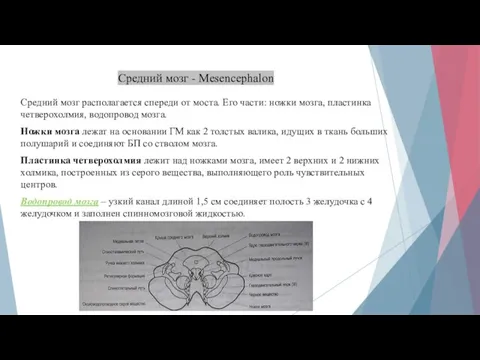 Средний мозг - Mesencephalon Средний мозг располагается спереди от моста. Его части: