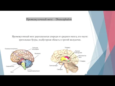 Промежуточный мозг – Diencephalon Промежуточный мозг располагается спереди от среднего мозга, его