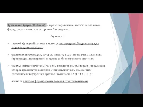 Зрительные бугры (Thalamus) - парное образование, имеющие овальную форму, располагаются по сторонам