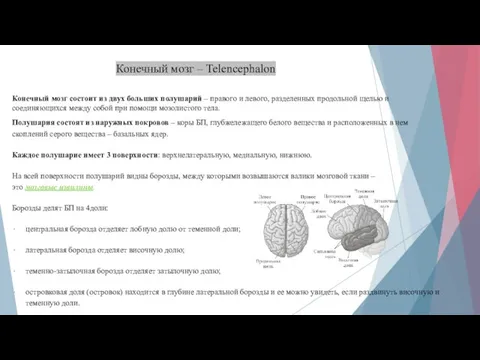 Конечный мозг – Telencephalon Конечный мозг состоит из двух больших полушарий –