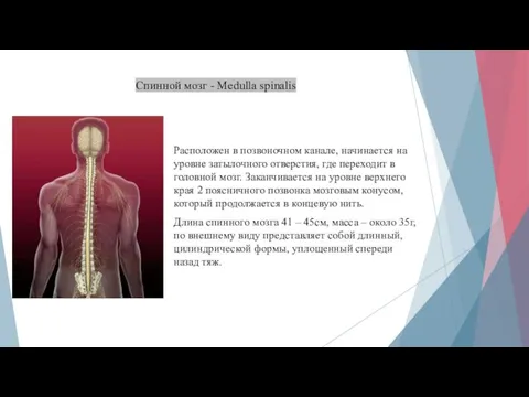 Спинной мозг - Medulla spinalis Расположен в позвоночном канале, начинается на уровне