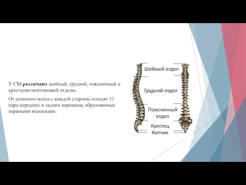 У СМ различают шейный, грудной, поясничный и крестцово-копчиковый отделы. От спинного мозга