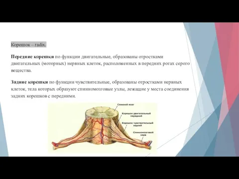 Корешок – radix. Передние корешки по функции двигательные, образованы отростками двигательных (моторных)