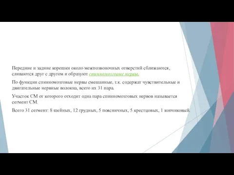 Передние и задние корешки около межпозвоночных отверстий сближаются, сливаются друг с другом