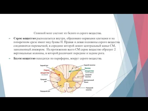 Спинной мозг состоит из белого и серого вещества. Серое вещество располагается внутри,