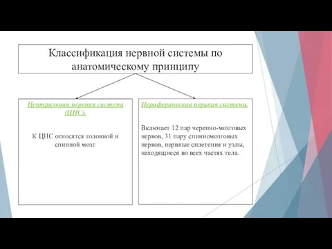 Классификация нервной системы по анатомическому принципу Центральная нервная система (ЦНС). К ЦНС