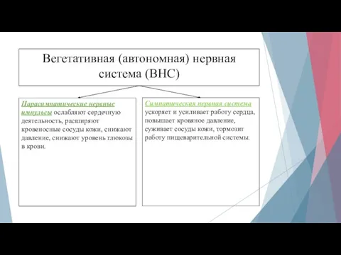 Вегетативная (автономная) нервная система (ВНС) Парасимпатические нервные импульсы ослабляют сердечную деятельность, расширяют