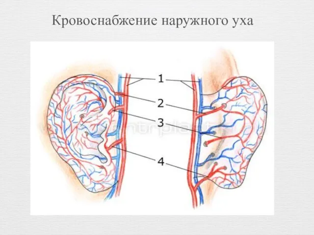 Кровоснабжение наружного уха