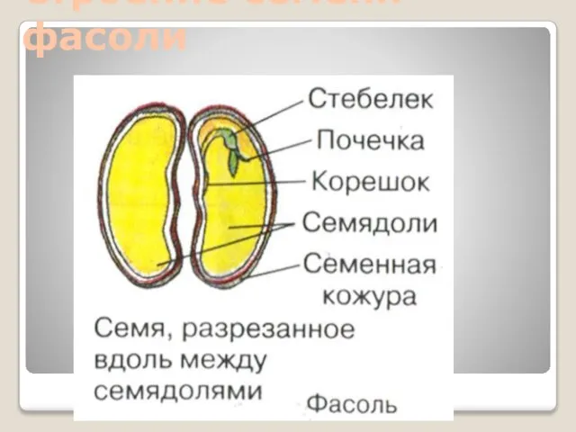 Строение семени фасоли