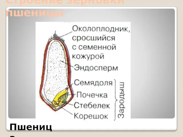 Строение зерновки пшеницы Пшеница