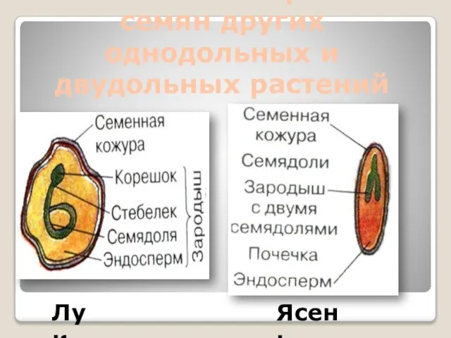 Особенности строения семян других однодольных и двудольных растений Лук Ясень