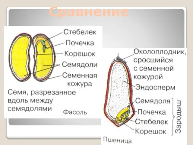 Сравнение