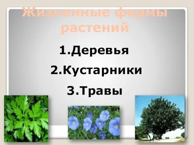 Жизненные формы растений 3.Травы 1.Деревья 2.Кустарники