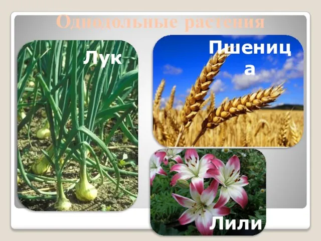 Однодольные растения Лилия Пшеница Лук