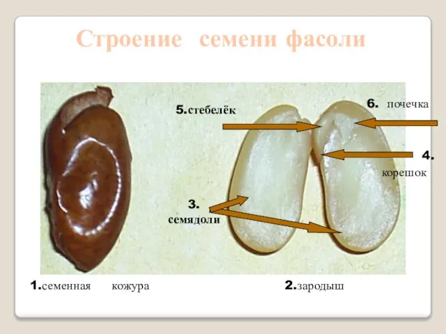 1.семенная кожура 2.зародыш 5.стебелёк 3. семядоли 6. почечка 4. корешок Строение семени фасоли