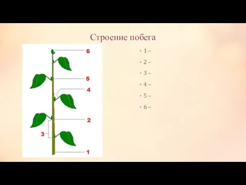 Строение побега 1 – 2 – 3 – 4 – 5 – 6 –