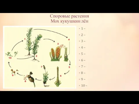 Споровые растения Мох кукушкин лён 1 – 2 – 3 – 4