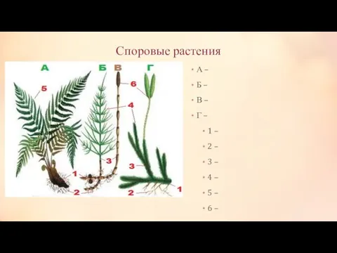 Споровые растения А – Б – В – Г – 1 –