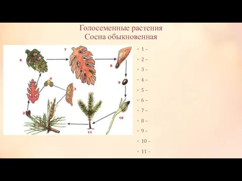 Голосеменные растения Сосна обыкновенная 1 – 2 – 3 – 4 –