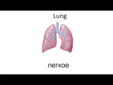 Lung легкое