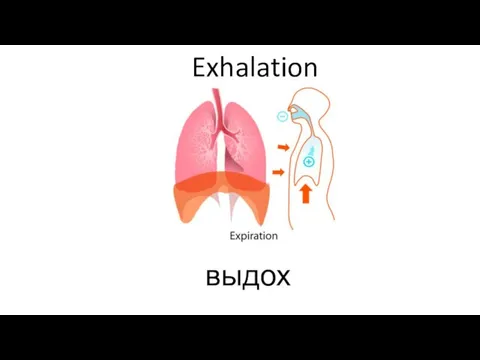 Exhalation выдох