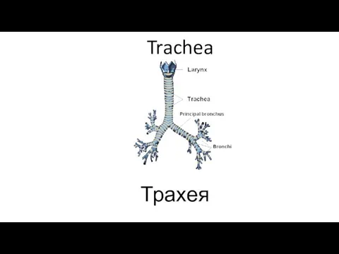 Trachea Трахея