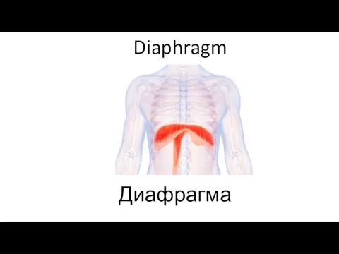 Diaphragm Диафрагма