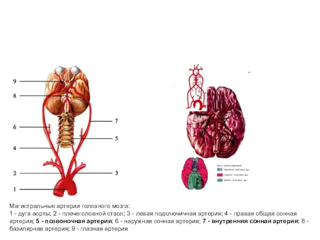 Магистральные артерии головного мозга: 1 - дуга аорты; 2 - плечеголовной ствол;